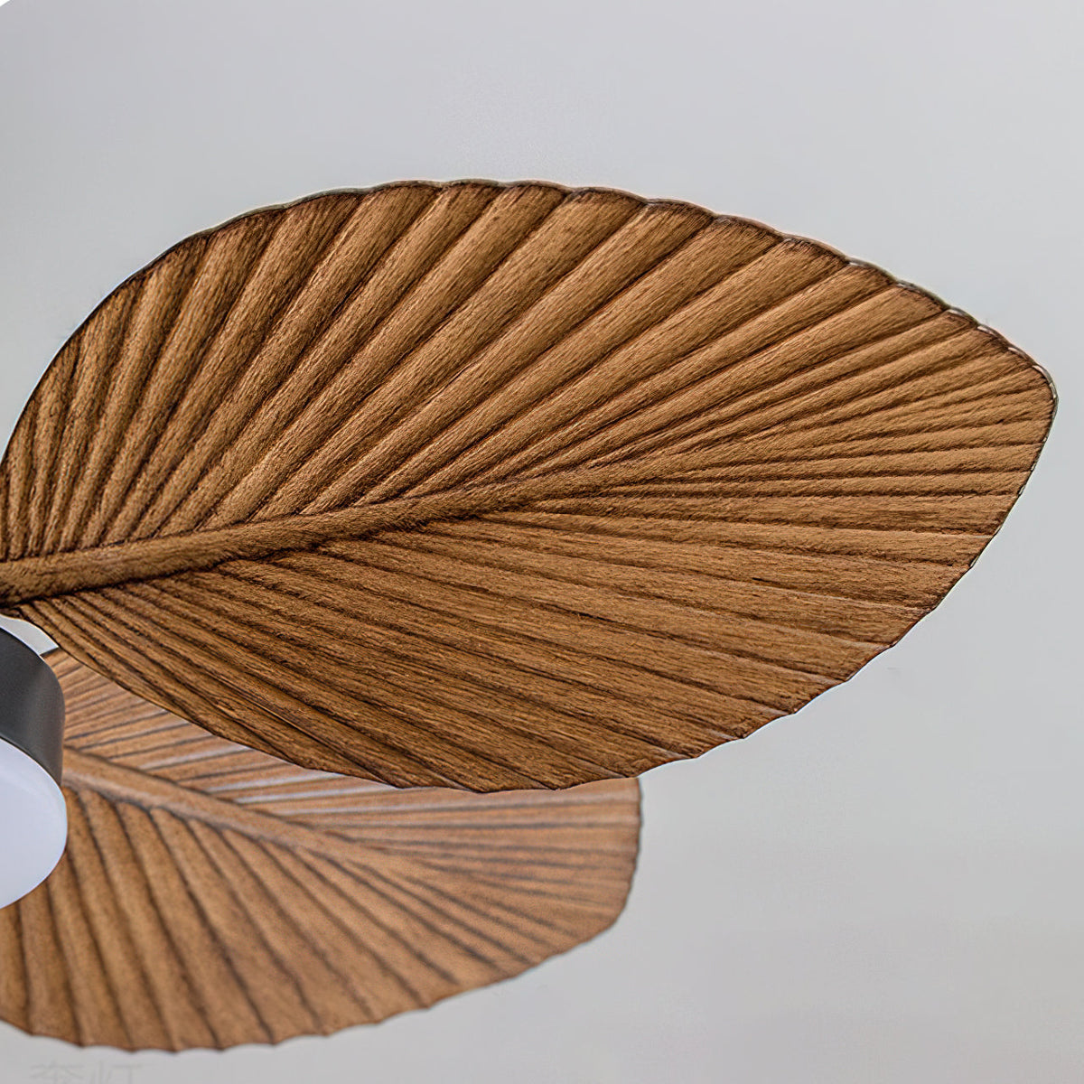 Paloma Ceiling Fan Light